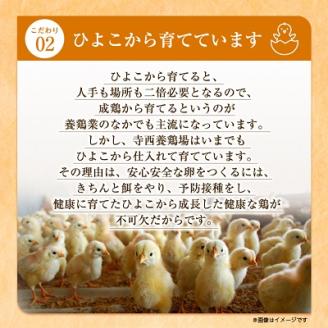 大阪府富田林産　さしみ卵　産直卵80個～90個(季節により個数・サイズが変動します)