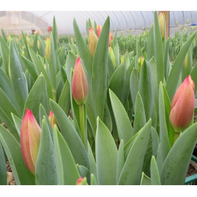 12月出荷　チューリップの花束　18本【配送不可地域：離島】