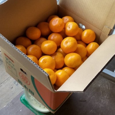 温州みかん 富田林市東條産10kg 【菊水園】 甘い美味しい みずみずしいと人気の柑橘です。