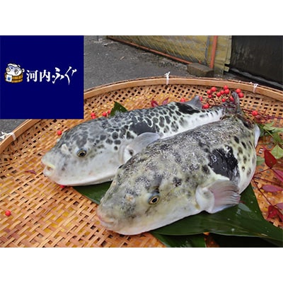 [河内とらふぐ]活き締めとらふぐ鍋用切身・乾燥ひれセット(冷蔵品)【配送不可エリア注意】【配送不可地域：離島・北海道・沖縄県・東北・関東・九州】