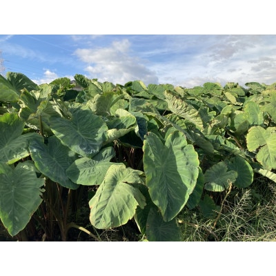 2023年11月～12月収穫　富田林産　海老芋1株まるごとセット