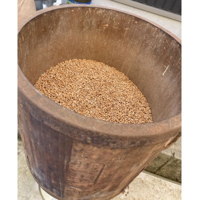 小学生が麦踏みして育った国産小麦!富田林産「全粒粉」2kgセット