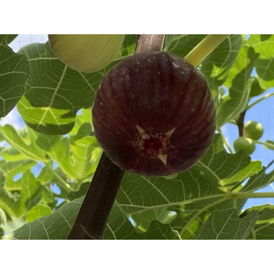 南河内産いちごジャム2瓶といちじくジャム1瓶のセット