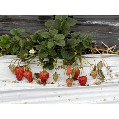 南河内の手作りいちごジャム