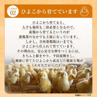 大阪府富田林産　さしみ卵　産直卵145個～180個(季節により個数・サイズが変動します)