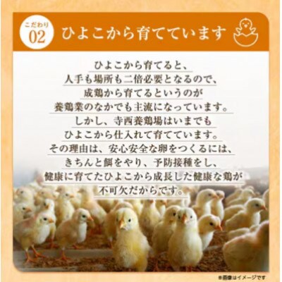 【2ヵ月毎定期便】大阪府富田林産　さしみ卵40個～50個(季節により個数・サイズが変動します)全6回