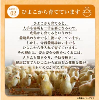 【3ヵ月毎定期便】大阪富田林産さしみ卵145個～180個(季節により個数・サイズが変動します)全4回