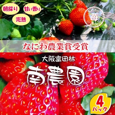 【朝採りの香り豊かな新鮮完熟いちご】甘みと酸味のバランスのとれた 南さんちの大阪苺(4パック)【配送不可地域：離島・北海道・沖縄県】