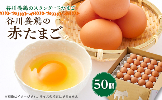 【生みたて濃厚】谷川養鶏の赤たまご　50ヶ入り(※サイズ指定できません)【配送不可地域：離島】