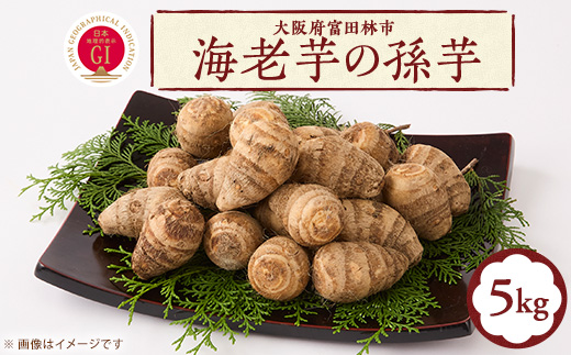 GI富田林の海老芋の孫芋 5kg×1箱