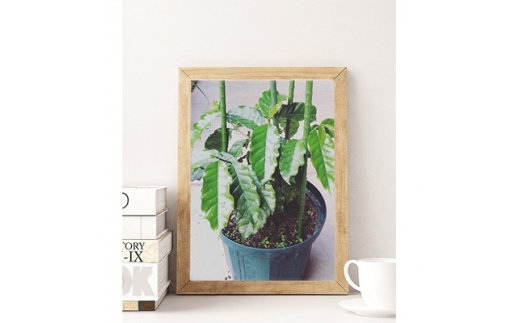 《焙煎直送》お家Cafeセット (焙煎コーヒー3種 計560g)｜自家焙煎 3種 ブレンド モカ エチオピア ブラジル グアテマラ コロンビア ジャマイカ ギフト コーヒーセット お中元 贈答 ギフト [1193]