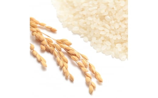 桜燻米 (おうくんまい) 150g×5｜スモーク 燻製 無洗米 こしひかり 贈答 ギフト キャンプ ソロキャンプ アウトドア 持ち運べる [0182]