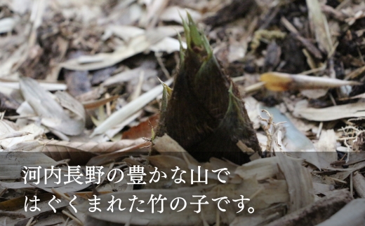 【2026年5月以降順次発送】国産 たけのこ 水煮 900g 朝採れを即加工 タケノコ 竹の子 筍 小分け 長期保存 真空パック たけのこご飯 煮物 こだわりの逸品 地域特産品 ギフト 自分用 人気 おすすめ