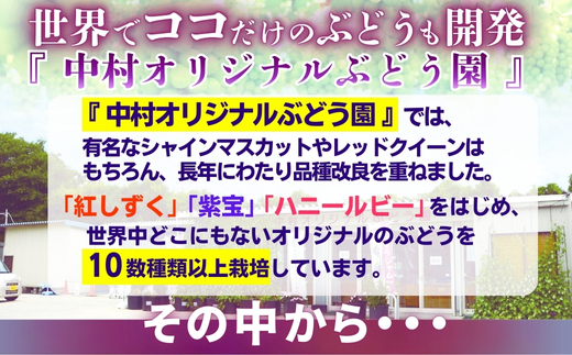 【2026年7月中旬～順次発送】ぶどう詰め合わせ 約1.7kg　デラウエア3房＋ここにしかないオリジナル品種おまかせ2種　希少品種 食べ比べ フルーツ 果物 くだもの 葡萄 中村オリジナルぶどう園 デラウエア ぶどう ブドウ めずらしい 大阪 河内長野 甘い