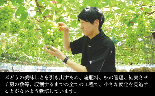 【2026年7月中旬～順次発送】デラウェア 1.8kg 中村オリジナルぶどう園 ｌ葡萄 ブドウ 小粒 果物 くだもの 果汁 ジューシー 産地直送 送料無料