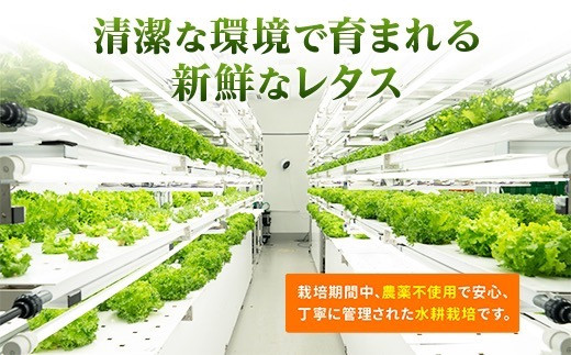 【定期便　毎月お届け12ヵ月】レタス 6個 水耕栽培 河内長野産 フリルレタス 種類 栽培 菜 茎 サラダ 副菜 おつまみ フレアベル フリルアイス セット 無農薬  栄養満点 ビタミン ミネラル 安心 安全 新鮮レタス