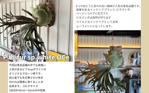 ビカクシダ(コウモリラン)ビフルspホワイトE-1  P. bifur sp.white OC コルク仕立て 観葉植物 コウモリラン インテリアグリーン プランツハンガー 初心者向け