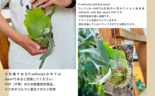 ビカクシダ(コウモリラン) バリドワーフ P.willinckii wild Bali dwarf コルク仕立て 観葉植物 コウモリラン インテリアグリーン プランツハンガー