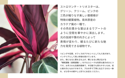 P1観葉植物 カラテアストロマンテ・トリオスター 観葉植物 インテリアグリーン 