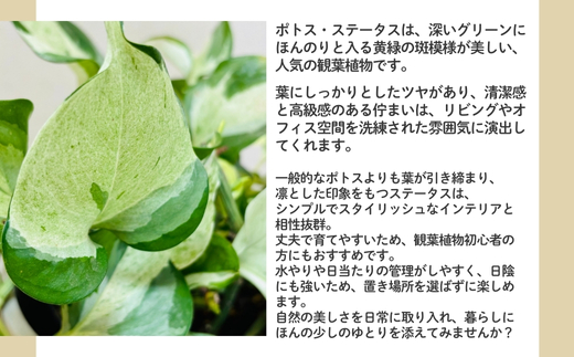 P2観葉植物 ポトス・ステータス 観葉植物 インテリアグリーン 