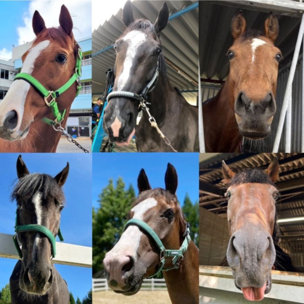 引退馬を救い馬に会える～「Retouch（リタッチ）」支援～ふるさと納税限定　１頭まるごと保護