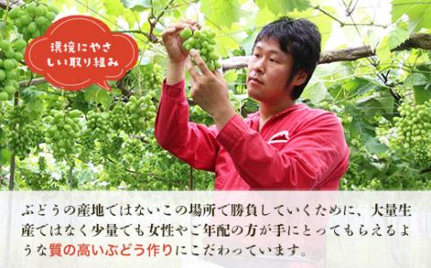 ＜2026年発送分　先行予約受付中！！＞ 厳選朝採りシャインマスカット 約1.6～2.0kg（2～3房）シャインマスカット　ぶどう詰め合わせ ぶどう ブドウ 果物 フルーツ 田中ぶどう園 大阪 河内長野 マスカット 種なし シャイン