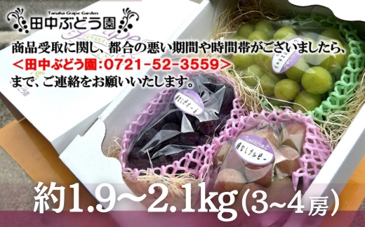 ＜2026年発送分　先行予約受付中！！＞ シャインマスカットと大粒ぶどう詰め合わせ 約1.9~2.1kg（3～4房）シャインマスカット ぶどう詰め合わせ 巨峰 ピオーネ ぶどう ブドウ マスカット 果物 フルーツ 田中ぶどう園 大阪 河内長野 種なし ※シャインマスカットを中心とした種なし皮ごと食べられる品種を詰め合わせ