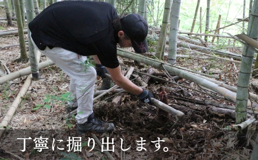 【2026年5月以降順次発送】国産 たけのこ 水煮 1.5kg 朝採れを即加工 タケノコ 竹の子 筍 小分け 長期保存 真空パック たけのこご飯 煮物 河内長野市 送料無料 こだわりの逸品 地域特産品 ギフト 自分用 人気 おすすめ