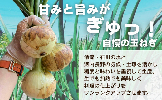 【令和8年度産新玉ねぎ先行予約】新玉ねぎ 2kg×2箱  ※4月～5月発送予定 混サイズ 玉ねぎ 新玉ねぎ たまねぎ タマネギ 玉葱 カレー シチュー 肉じゃが スープ サラダ 人気 大阪 河内長野 kawabata farm 料理 送料無料 先行予約 国産 エコ農産物 甘い玉ねぎ 野菜 食育 安心 安全