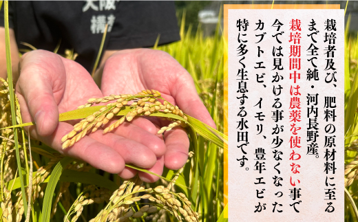 【令和7年10月10日以降順次発送】【定期便　毎月お届け6ヵ月】国際コンクール受賞 純粋 河内長野日野産米 約4.5kg きぬむすめ  精白米 無農薬 おいしい 美味しい 受賞米 水田環境鑑定士
