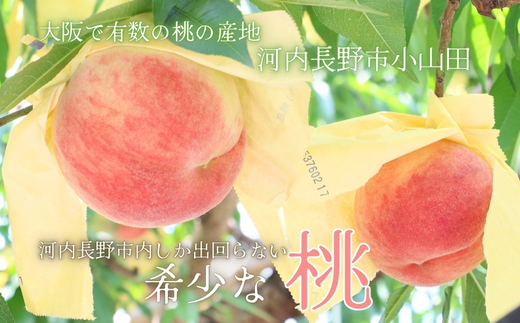 ＜2026年7月中旬頃から順次発送＞小山田の桃（9～12個）モモ 桃 もも ※発送前の注意事項を十分ご確認ください※｜こだわりの逸品 地域特産品 ギフト 自分用 人気 おすすめ