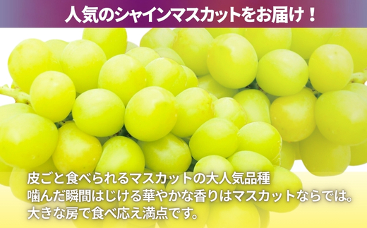 【2026年6月下旬～順次発送】シャインマスカット他オリジナルぶどう含むおまかせ5種ぶどうの詰め合わせ 約2.8kg 中村オリジナルぶどう園｜※発送前のご連絡についてご注意ください 希少 オリジナル品種含む おまかせ 葡萄 ブドウ グレープ フルーツ 果物 くだもの 果汁 ジューシー 皮ごと食べられる 種なし オリジナル品種 産地直送 希少