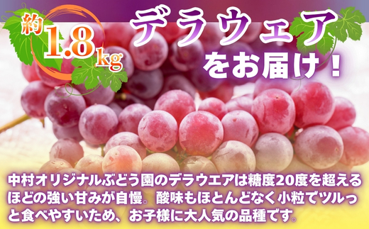 【2026年7月中旬～順次発送】デラウェア 1.8kg ぶどう詰め合わせ ぶどう 中村オリジナルぶどう園 ※発送前のご連絡についてご注意ください 希少 おまかせ 葡萄 ブドウ グレープ フルーツ 果物 くだもの 果汁 ジューシー 食品 こだわり 大阪 河内長野 長野 厳選