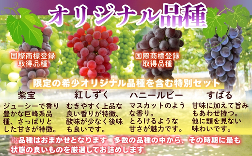 【2026年先行予約】ぶどう詰め合わせ ここにしかないオリジナル品種 おまかせ詰め合わせ２種 約1kg 中村オリジナルぶどう園 ※発送前のご連絡についてご注意ください 希少 オリジナル品種 おまかせ ぶどう 葡萄 ブドウ グレープ フルーツ 果物 くだもの 果汁 こだわり 大阪 河内長野 長野 厳選