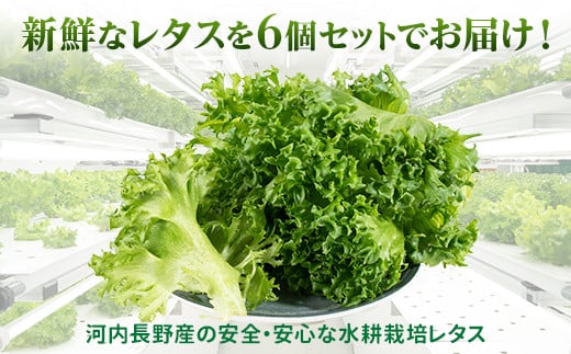 【定期便　毎月お届け6ヵ月】レタス 6個 水耕栽培 河内長野産 フリルレタス 種類 栽培 菜 茎 サラダ 副菜 おつまみ フレアベル フリルアイス セット 無農薬  栄養満点 ビタミン ミネラル 安心 安全 新鮮レタス