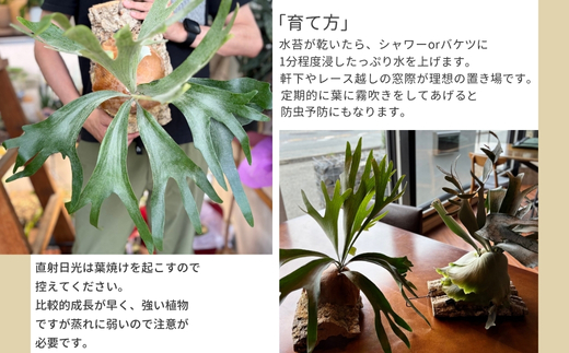 ビカクシダ(コウモリラン)ホワイトホーク P. willinckii white hawk spore コルク仕立て 観葉植物 コウモリラン インテリアグリーン プランツハンガー初心者向け