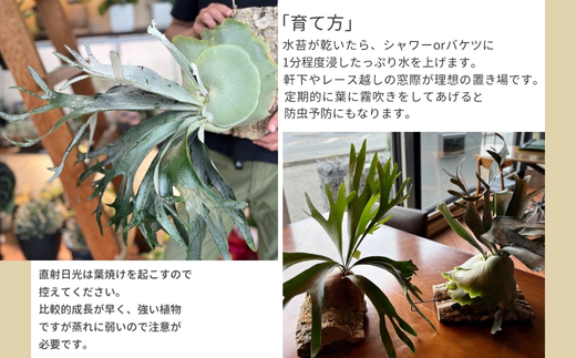 ビカクシダ(コウモリラン)ビフルspホワイトE-1  P. bifur sp.white OC コルク仕立て 観葉植物 コウモリラン インテリアグリーン プランツハンガー 初心者向け