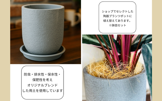 P1観葉植物 カラテアストロマンテ・トリオスター 観葉植物 インテリアグリーン 