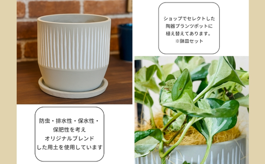 P2観葉植物 ポトス・ステータス 観葉植物 インテリアグリーン 