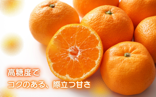 先行予約 2026年11月下旬より発送 【 農林水産大臣賞受賞 】 甘さが違う極上みかん 5kg 高糖度 甘い みかん 柑橘 フルーツ 家庭用 贈答用対応 ギフト 大阪府 河内長野市 角農園