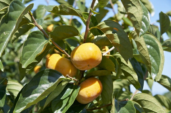 しっとり柿チップス 60g×5袋 国産 ドライフルーツ 無添加 小分け｜こだわりの逸品 地域特産品 ギフト 自分用 人気 おすすめ