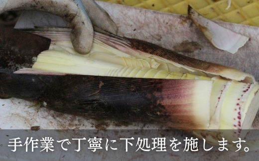 【2026年5月以降順次発送】国産 たけのこ 水煮 900g 朝採れを即加工 タケノコ 竹の子 筍 小分け 長期保存 真空パック たけのこご飯 煮物 こだわりの逸品 地域特産品 ギフト 自分用 人気 おすすめ