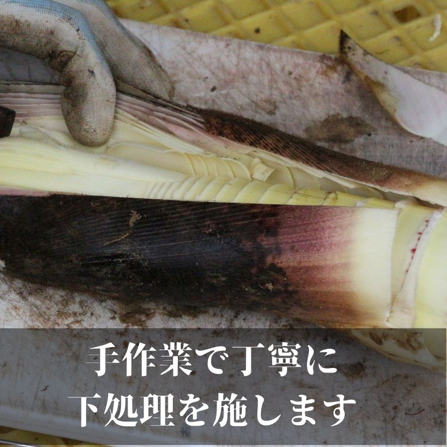 国産 たけのこ 水煮 1.5kg 朝採れを即加工 タケノコ 竹の子 筍 小分け 長期保存 真空パック たけのこご飯 煮物に 河内長野市 送料無料 こだわりの逸品 地域特産品 ギフト 自分用 人気 おすすめ