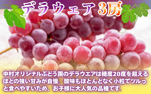 【2026年7月中旬～順次発送】ぶどう詰め合わせ 約1.7kg　デラウエア3房＋ここにしかないオリジナル品種おまかせ2種　希少品種 食べ比べ フルーツ 果物 くだもの 葡萄 中村オリジナルぶどう園 デラウエア ぶどう ブドウ めずらしい 大阪 河内長野 甘い