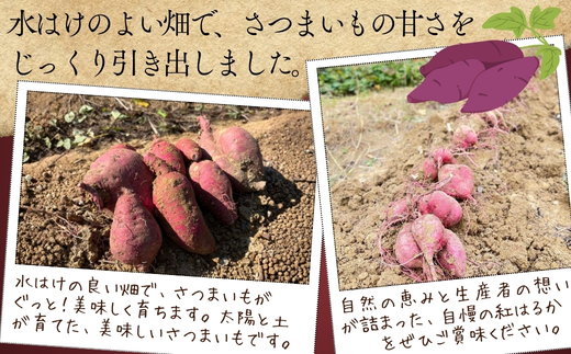 ＜2026年11月発送分　先行予約受付中！！＞ 紅はるか 5kg ｜ さつまいも 生芋 詰め合わせ 熟成 甘い 焼き芋 バター焼き サラダ 天ぷら スイーツ スイートポテト 大阪 河内長野 中村オリジナルぶどう園 訳あり 料理 国産 野菜 食育