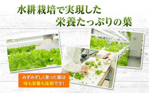 【定期便　毎月お届け6ヵ月】レタス 6個 水耕栽培 河内長野産 フリルレタス 種類 栽培 菜 茎 サラダ 副菜 おつまみ フレアベル フリルアイス セット 無農薬  栄養満点 ビタミン ミネラル 安心 安全 新鮮レタス