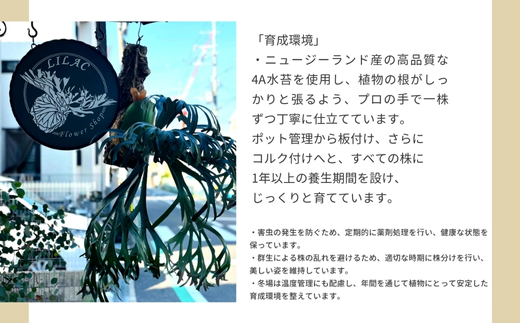 ビカクシダ(コウモリラン) バリドワーフ P.willinckii wild Bali dwarf コルク仕立て 観葉植物 コウモリラン インテリアグリーン プランツハンガー