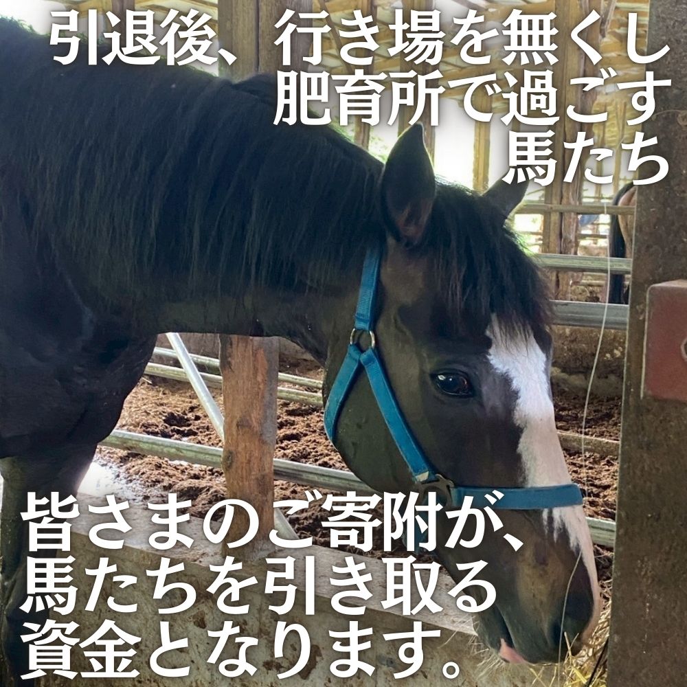 引退馬を救い馬に会える～「Retouch（リタッチ）」支援～ふるさと納税限定　ふれあい招待券