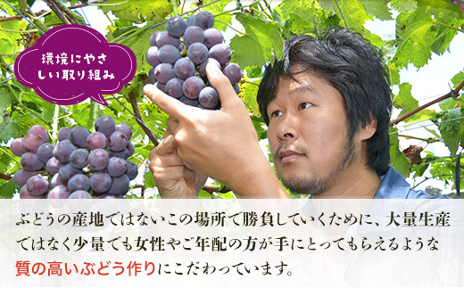 ＜2026年発送分　先行予約受付中！！＞ シャインマスカットと大粒ぶどう詰め合わせ 約1.9~2.1kg（3～4房）シャインマスカット ぶどう詰め合わせ 巨峰 ピオーネ ぶどう ブドウ マスカット 果物 フルーツ 田中ぶどう園 大阪 河内長野 種なし ※シャインマスカットを中心とした種なし皮ごと食べられる品種を詰め合わせ