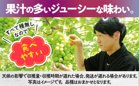 【2026年6月下旬～順次発送】ぶどう 5種 詰め合わせ 中村オリジナルぶどう園の厳選 5種 ぶどう 詰め合わせ｜皮ごと食べられる 種なし オリジナル品種 入り｜産地直送 希少